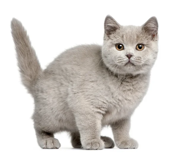 英国短毛猫小猫，3 个月大，在白色背景前 — 图库照片