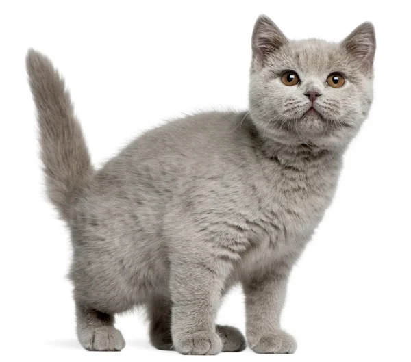 British Shorthair gatito, 3 meses de edad, delante de fondo blanco — Foto de Stock