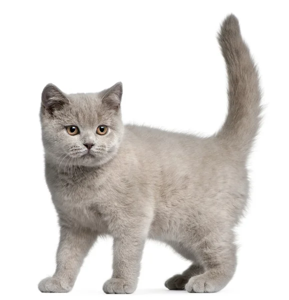 British Shorthair kitten, 3 months old, in front of white background — Stock Photo, Image