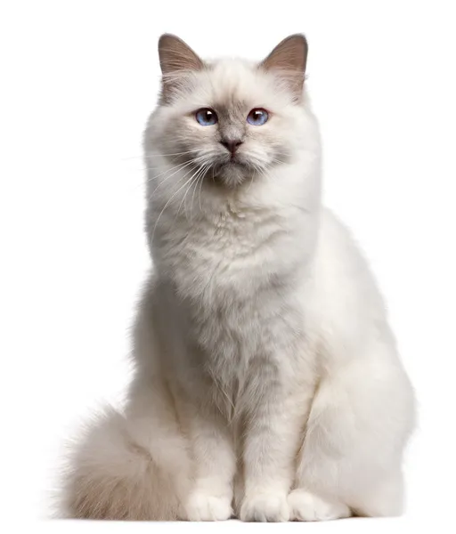 Кошка, 9 месяцев, на белом фоне — стоковое фото