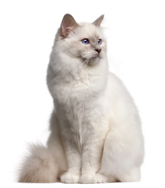 Кошка, 9 месяцев, на белом фоне — стоковое фото