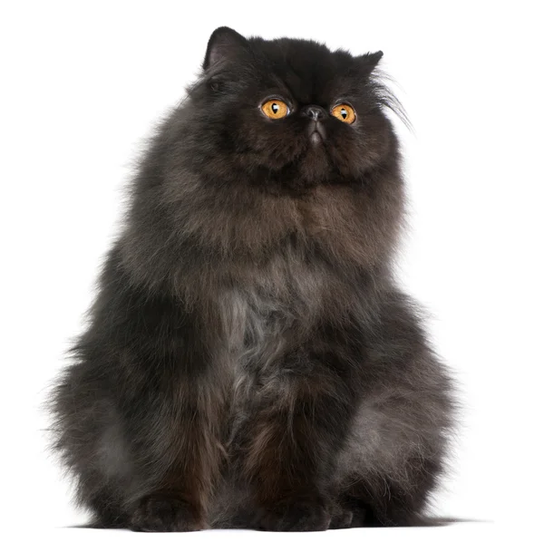 Persian cat, 9 months old, in front of white background — Stock Photo, Image