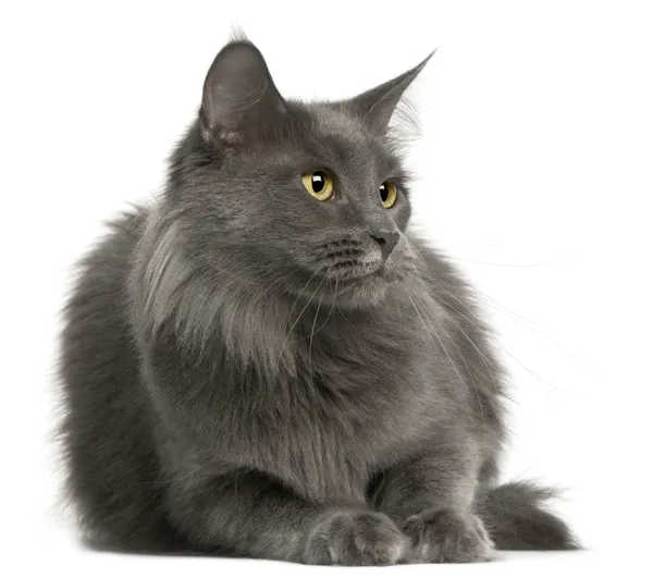 Maine Coon cat, 3 years old, in front of white background — Stock Photo, Image