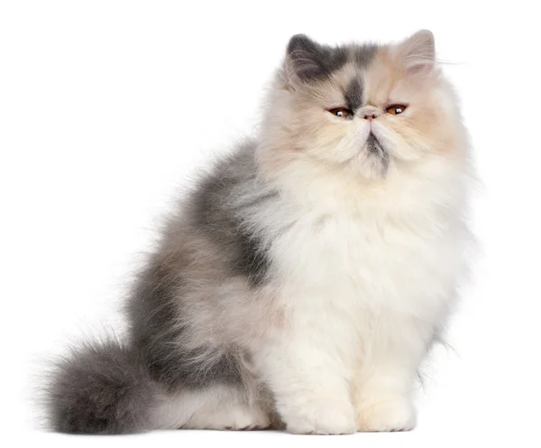 Персидский котенок, 6 месяцев, на белом фоне — стоковое фото