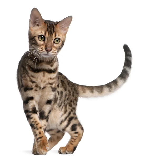 Bengal kitten, 5 months old, in front of white background — Stock Photo, Image