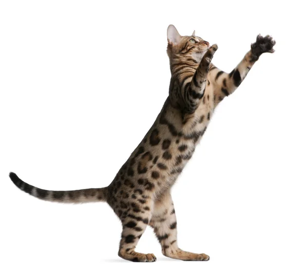 Bengal kitten, 5 months old, in front of white background — Stock Photo, Image