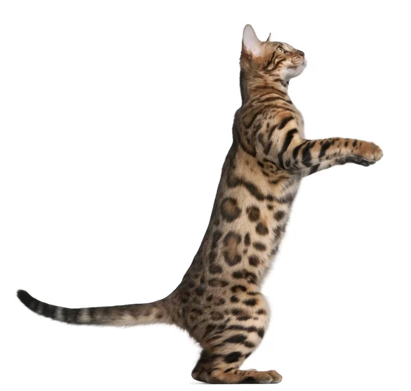 stock image Bengal kitten, 5 months old, in front of white background