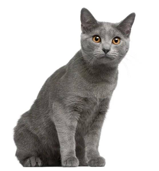 Chartreux kotě, 5 měsíců staré, před bílým pozadím — Stock fotografie