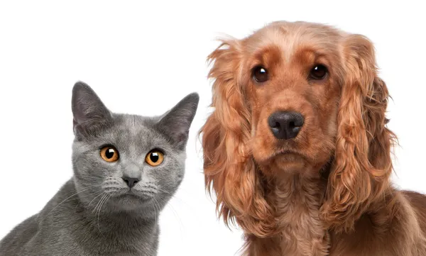 Chartreux cat, 5 months old, and a English Cocker Spaniel, 2 years old, in front of white background — Stock Photo, Image