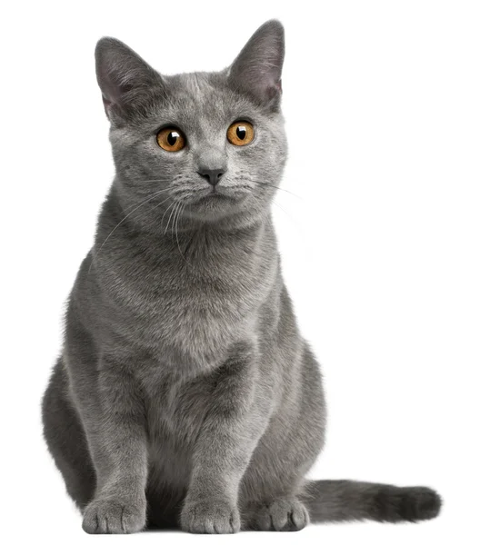 Chartreux 고양이, 5 개월, 흰색 배경 앞 — 스톡 사진