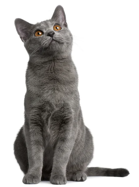 Chartreux gatinho, 5 meses, na frente de fundo branco — Fotografia de Stock