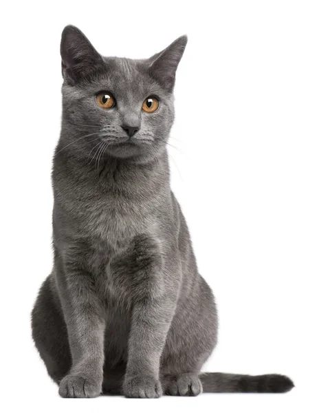 Chartreux kotě, 5 měsíců staré, před bílým pozadím — Stock fotografie
