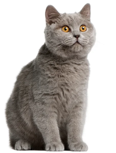 British Shorthair kitten, 5 months old, in front of white background — Stock Photo, Image