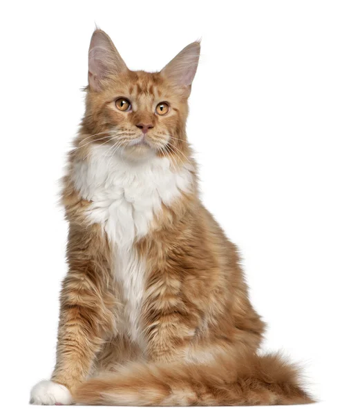 Close-up of Maine Coon kitten, 7 months old — Stock Photo, Image