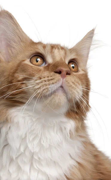Close-up of Maine Coon kitten, 7 months old — Stock Photo, Image