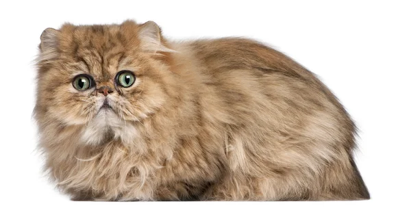 Персидский котенок, 9 месяцев, на белом фоне — стоковое фото