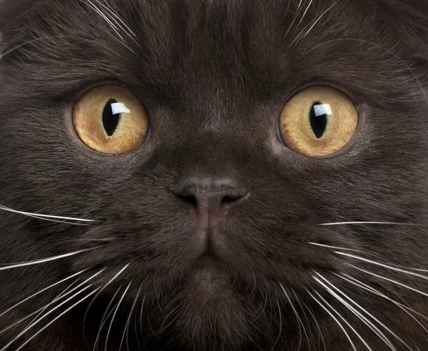 Закрытие котенка Скоттиш фолд, 8 месяцев — стоковое фото