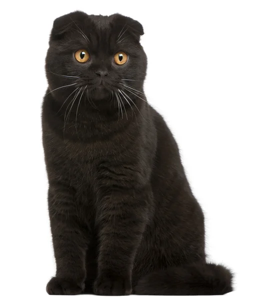 Skotský fold kotě, 8 měsíců stará, před bílým pozadím — Stock fotografie