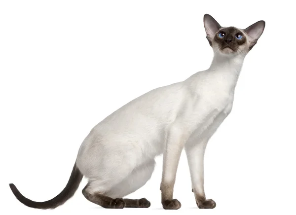 Siamese kitten, 7 months old, in front of white background — Stock Photo, Image