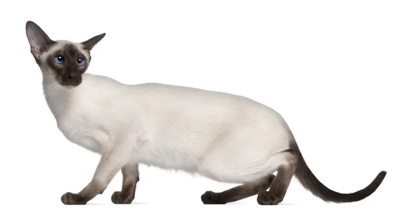 Sziámi cica, 7 hónapok régi, fehér háttér előtt — Stock Fotó