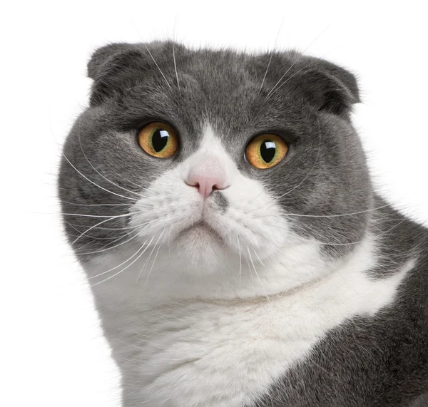 スコティッシュフォールド猫、1 歳のクローズ アップ — ストック写真