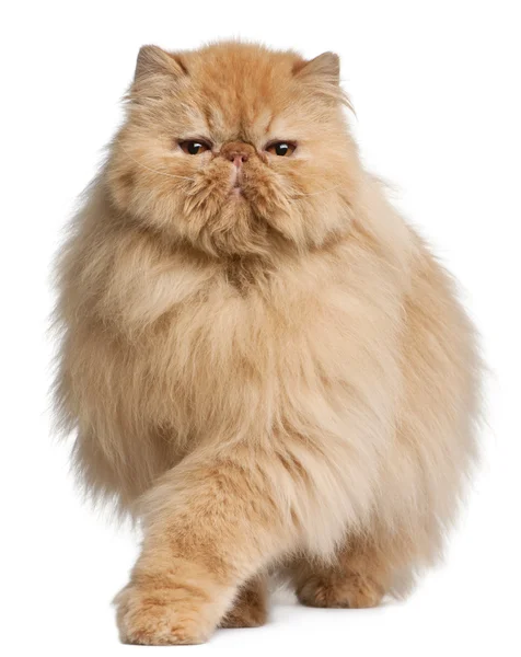 Персидская кошка, 3 года, на белом фоне — стоковое фото