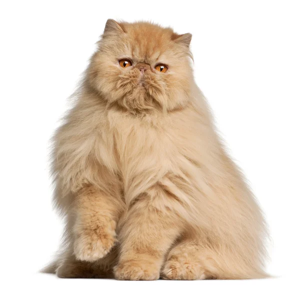 Farsça kedi, 3 yıl yaşlı, beyaz arka plan — Stok fotoğraf