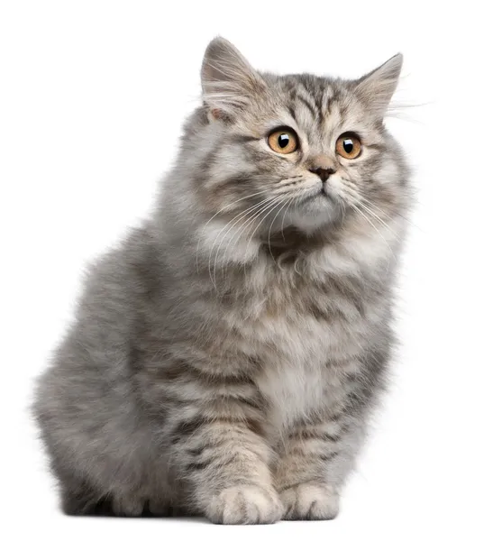 Britské dlouhosrsté kotě, 4 měsíce starý — Stock fotografie