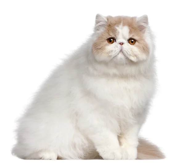Персидская кошка, 18 месяцев, на белом фоне — стоковое фото
