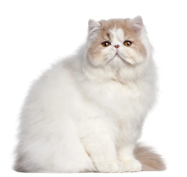 Gato persa, 18 meses, em frente ao fundo branco — Fotografia de Stock