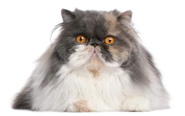 Persian cat, 18 months old, in front of white background — Zdjęcie stockowe