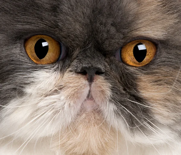 Крупный план персидской кошки, 18 месяцев — стоковое фото