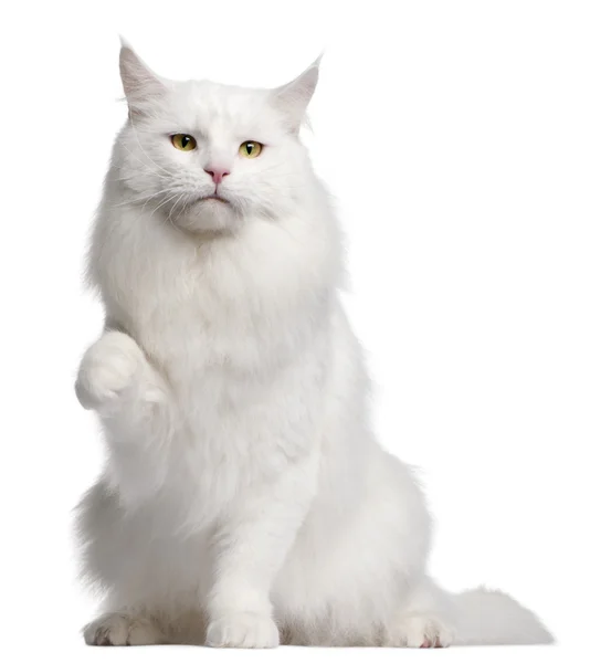 Maine Coon cat, 3 years old, in front of white background