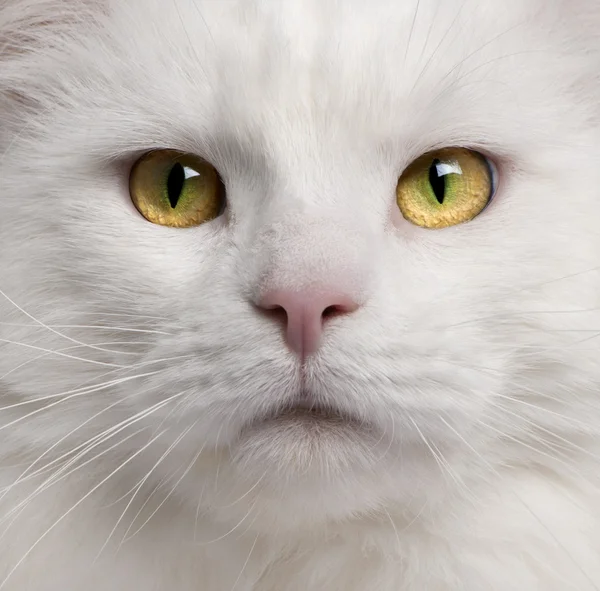 Nahaufnahme einer Maine Coon Katze, 3 Jahre alt — Stockfoto