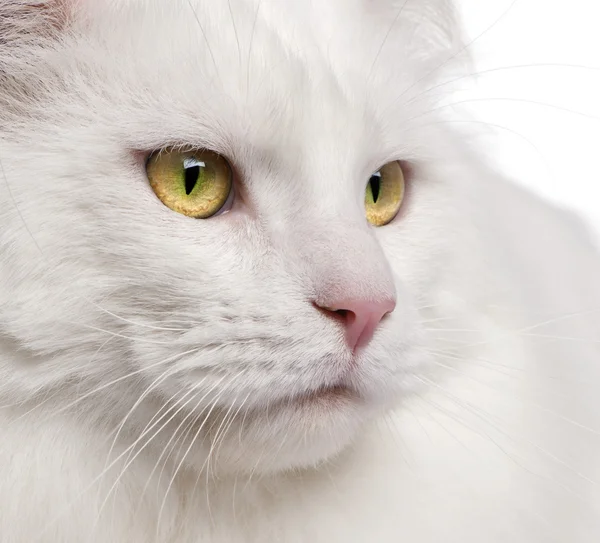 Detail mainských mývalích koček, 3 roky starý — Stock fotografie
