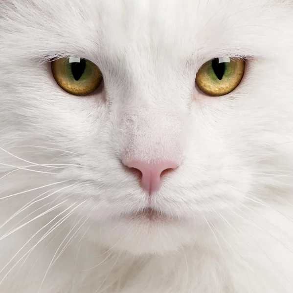Close-up van maine coon kat, 3 jaar oud — Stockfoto