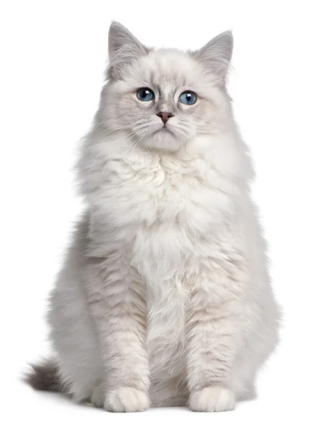 Ragdoll gatinho, 5 meses, na frente de fundo branco — Fotografia de Stock