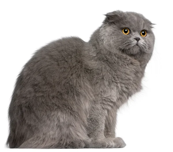 Scottish Fold cat, 11 months old, in front of white background — Stock Photo, Image