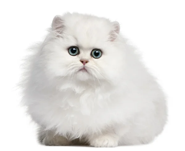 Perski kotek, 4 miesiące, przed białym tłem — Zdjęcie stockowe