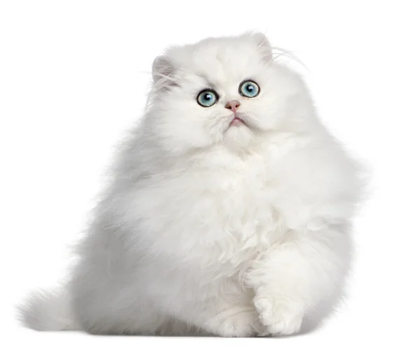 波斯小猫，4个月大，在白色背景前 — 图库照片
