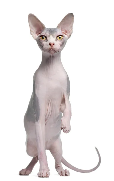 Sphynx gatinho, 7 meses, na frente de fundo branco — Fotografia de Stock