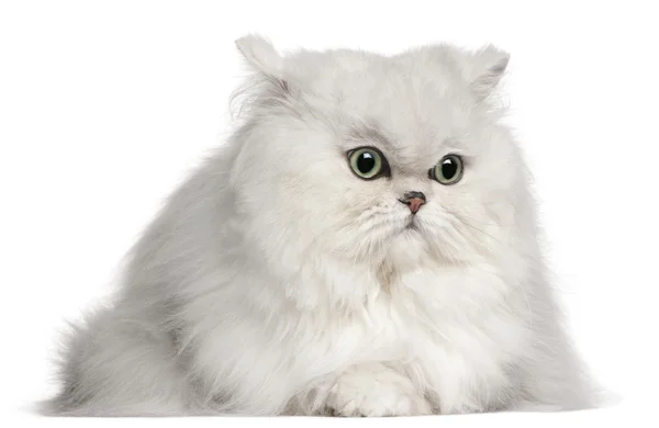Farsça kedi, 2 yıl yaşlı, beyaz arka plan — Stok fotoğraf