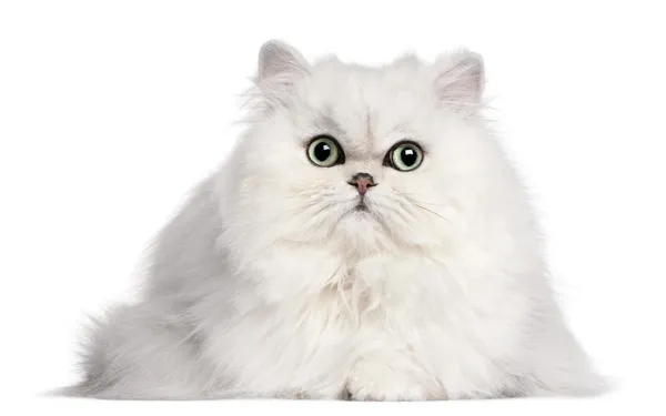 ペルシャ猫は、白い背景の前で、2 歳 — ストック写真