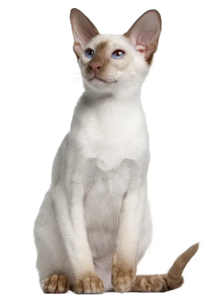 Siamese kitten, 5 months old, in front of white background — Stock Photo, Image