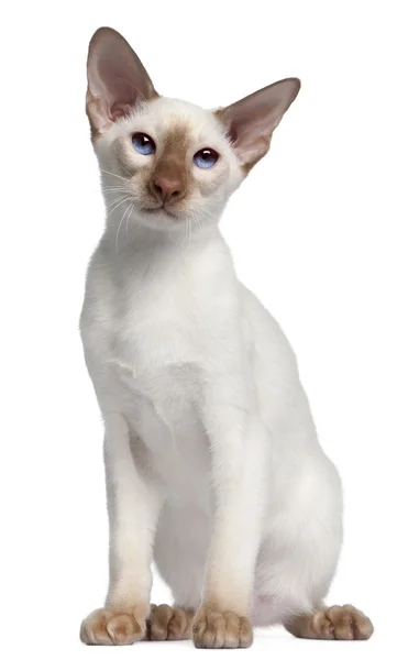 Siamese kitten, 5 months old, in front of white background — Stock Photo, Image