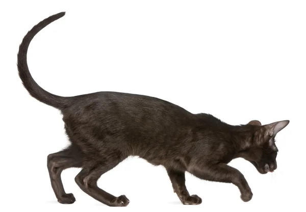 Orientální Těsnopis kotě, 5 měsíců starý — Stock fotografie