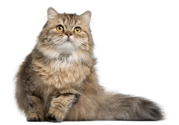 British Longhair cat, 1 year old, in front of white background — Stock Photo, Image