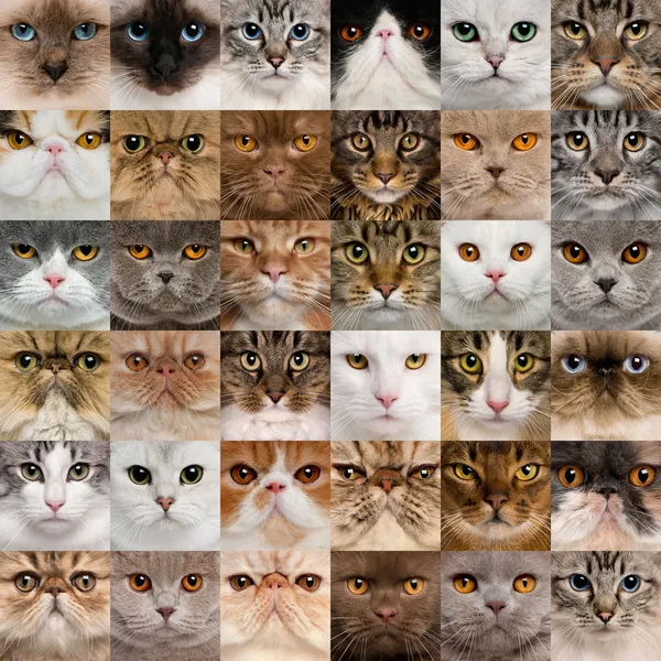 Colagem de 36 cabeças de gato — Fotografia de Stock
