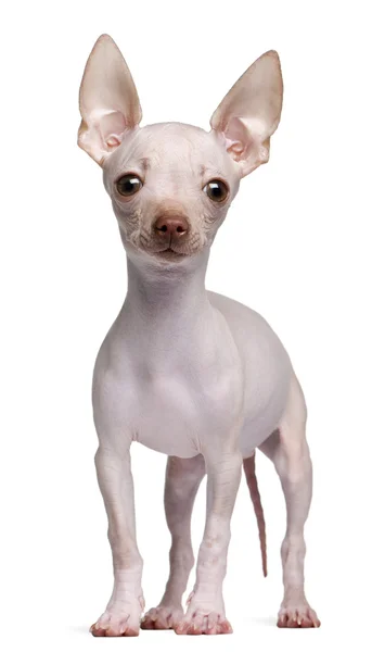 Kopasz Chihuahua, 5 hónapos, fehér háttér előtt áll — Stock Fotó