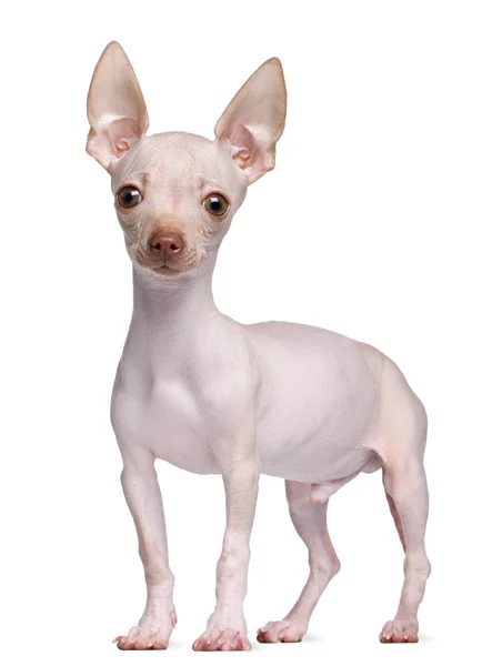 Hairless Chihuahua, 5 months old, standing in front of white background — Stock Photo, Image